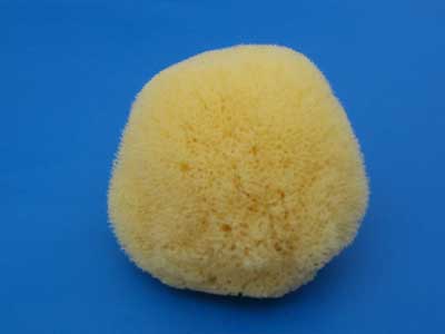 Silk Sea Sponges 3